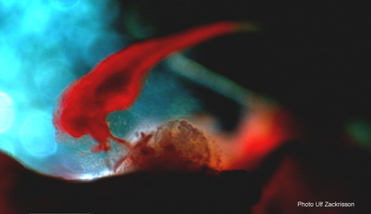 Ägglossning Ägglossning