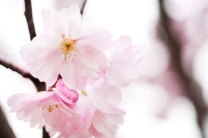 Hjälp att bli gravid