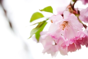 Ovfrivillig Barnlöshet