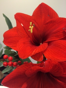 jul amaryllis liten