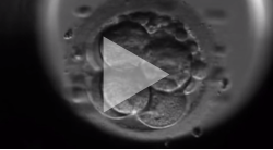 Ebryoutvecklingen dag 0 till 5