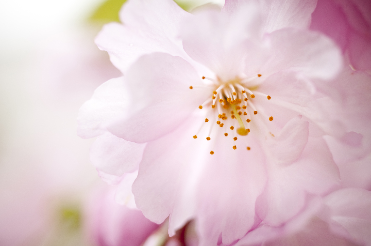 Körbärsblomma- Nordic IVF Center