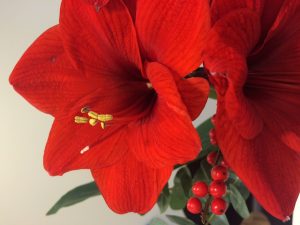 jul amaryllis liten, Nordic IVF Center